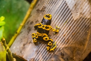 Dendrobate leucomelas